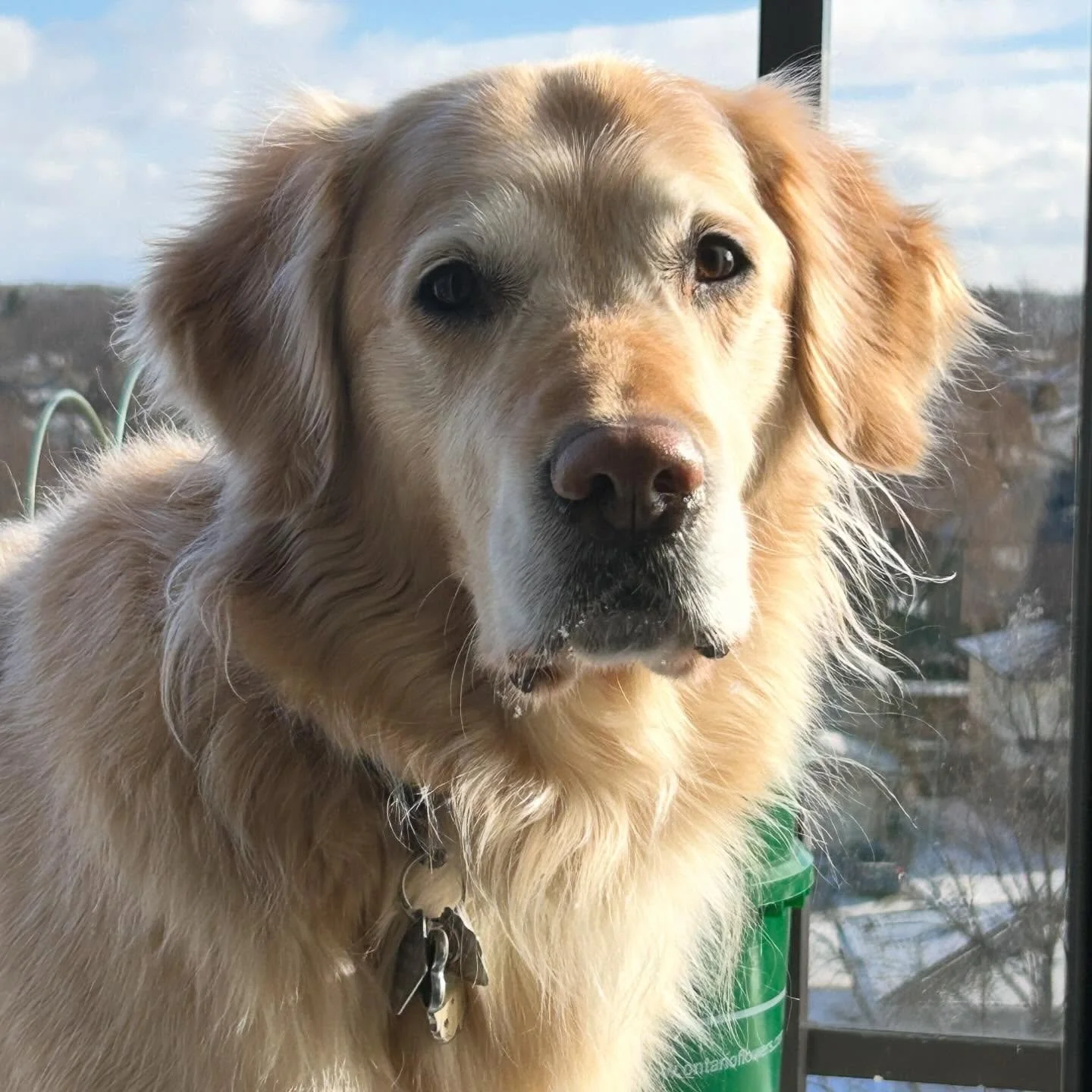 A goob in winter sun 
#goldenretriever #goldenretrieversofinstagram #appealtothemasses #guelphsmallbusiness