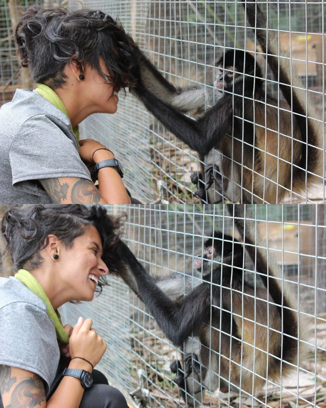 before dogs, it was manatees and monkeys!