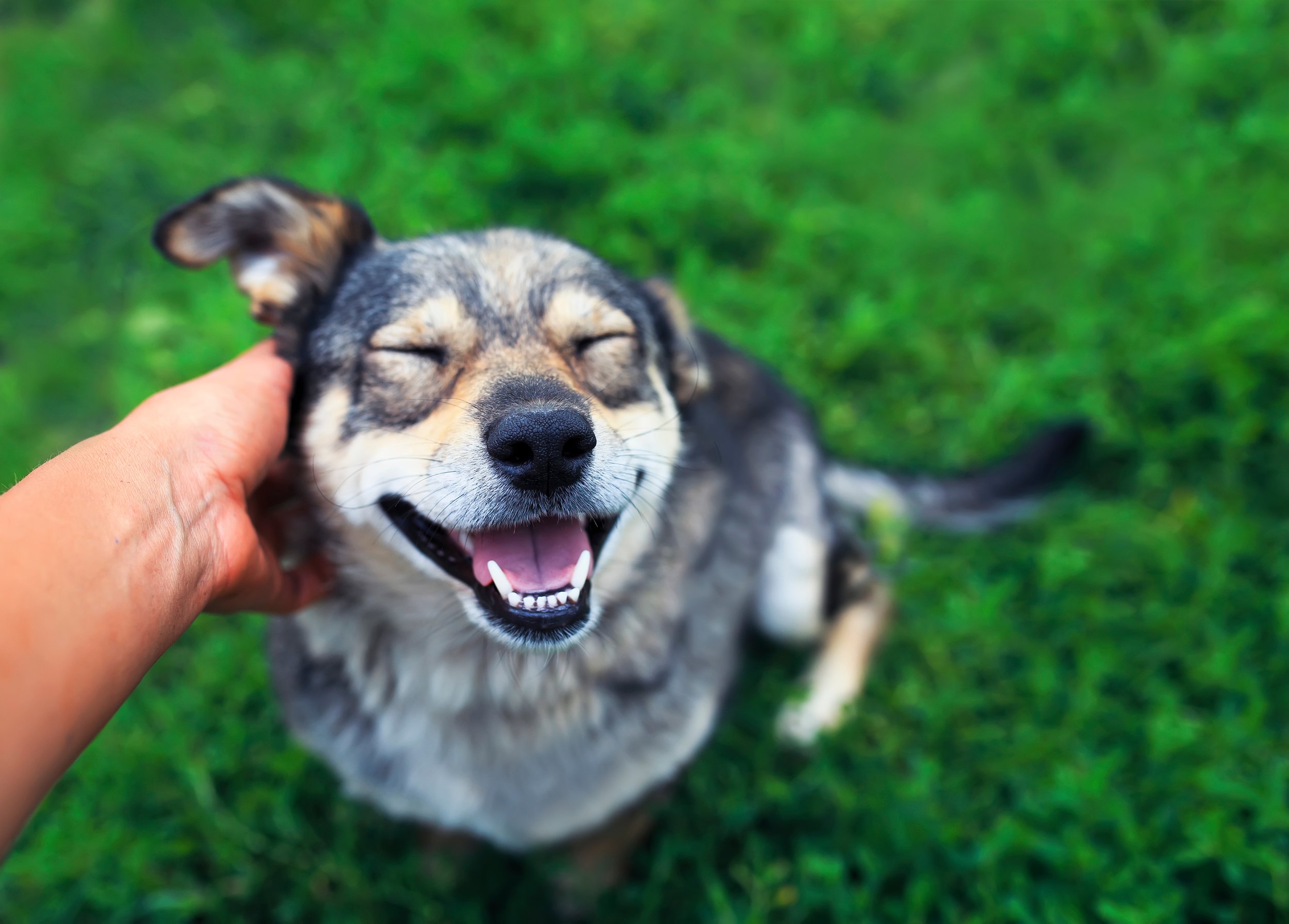 A dog gets petted at the side of the head and is very happy.
