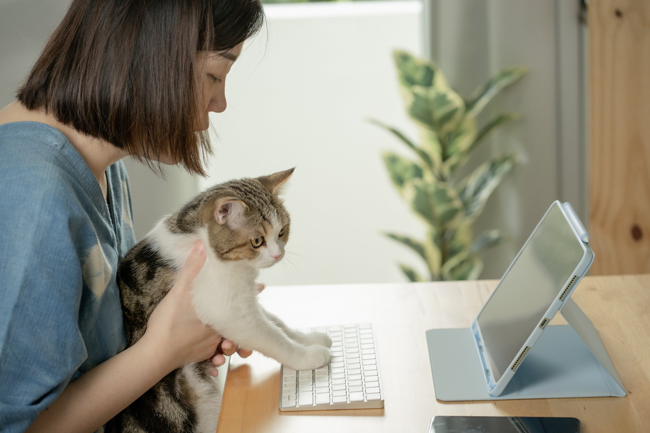 A cat typing on a laptop.