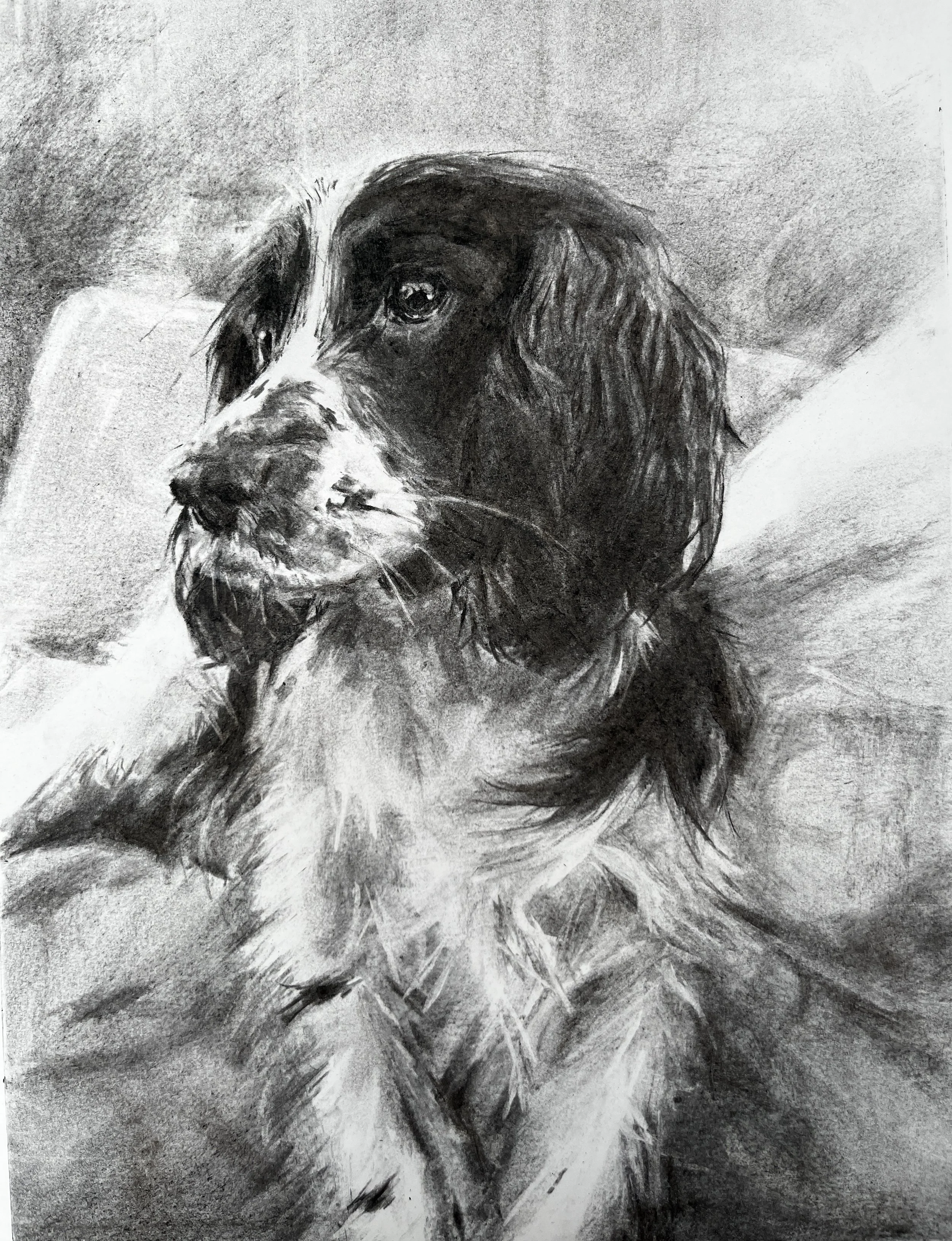 Dog Pastel Portrait Commission