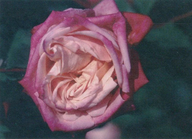 Rosa ‘Niles Cochet’. Photographs by William Grant.