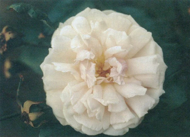 Rosa ‘Safrano’. Photographs by William Grant