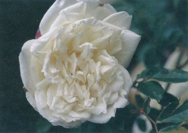 Rosa ‘Park’s Yellow’. Photographs by William Grant