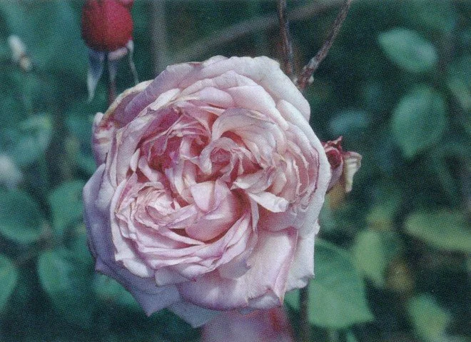 Rosa ‘Maman Cochet’. Photographs by William Grant