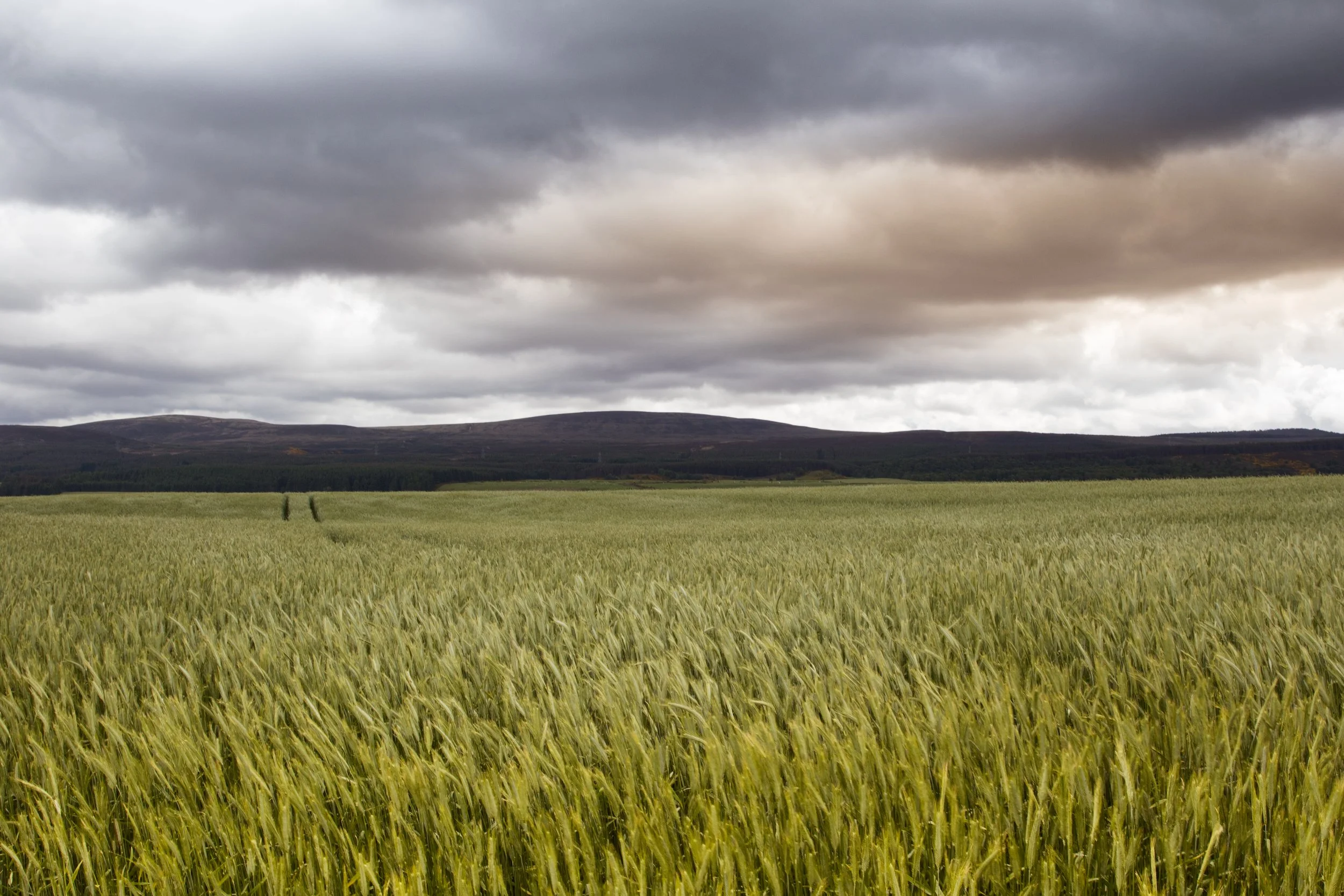 Landscape2.jpg