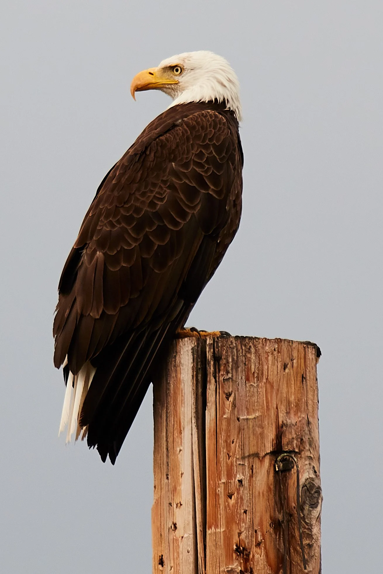 Yellowstone 6Month 26.jpg