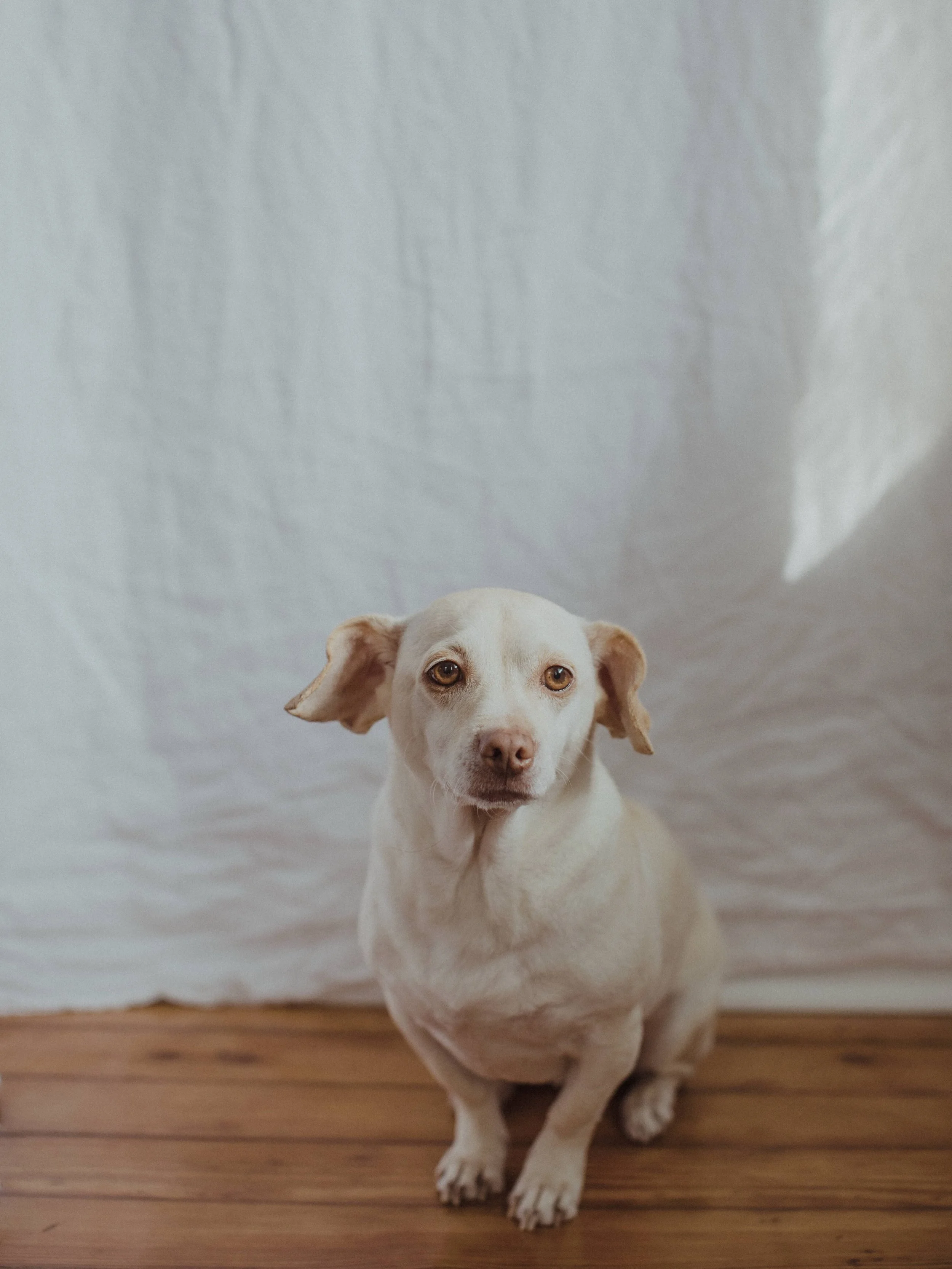 Bennie❤️ 
I&rsquo;m so grateful for our time with him. 13 and a half years of pure love and joy. I remember so vividly picking him out of the litter and I was such a nervous new dog mom. The time flew by and I am forever grateful for each day with hi