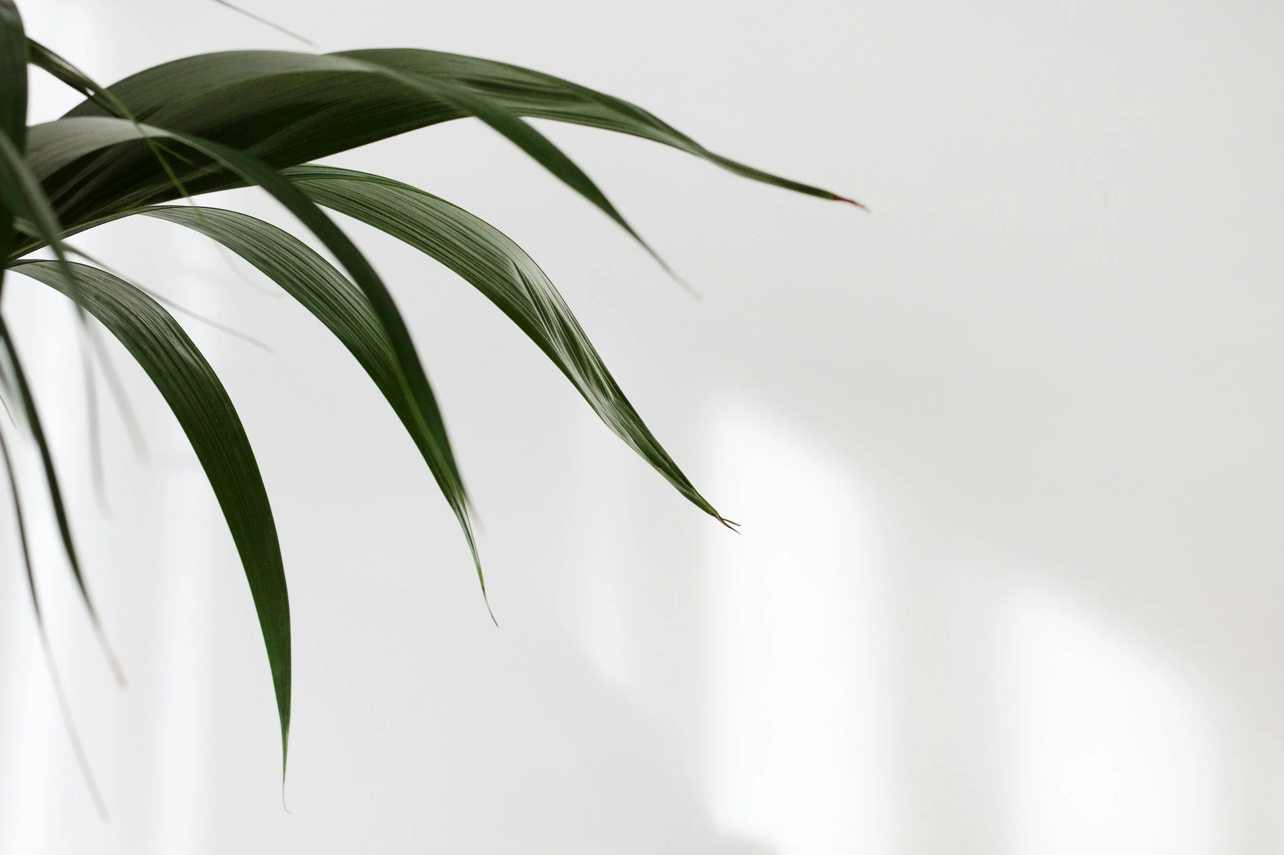 Soft, minimal botanical representing support for motherhood and parenting stress.