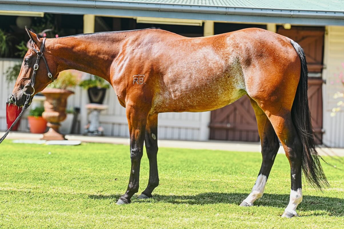 My offering at @nutrienequine_au Classic sale 2025:

Lot 363 SMITH FAMILY CHERRY RIPE
3year old red road mare 
By One Stylish Pepto 
Out of Smith family Connecticut (Hazelwood Conman x Smith Family Alabama)

Lovely young mare, going along good and so
