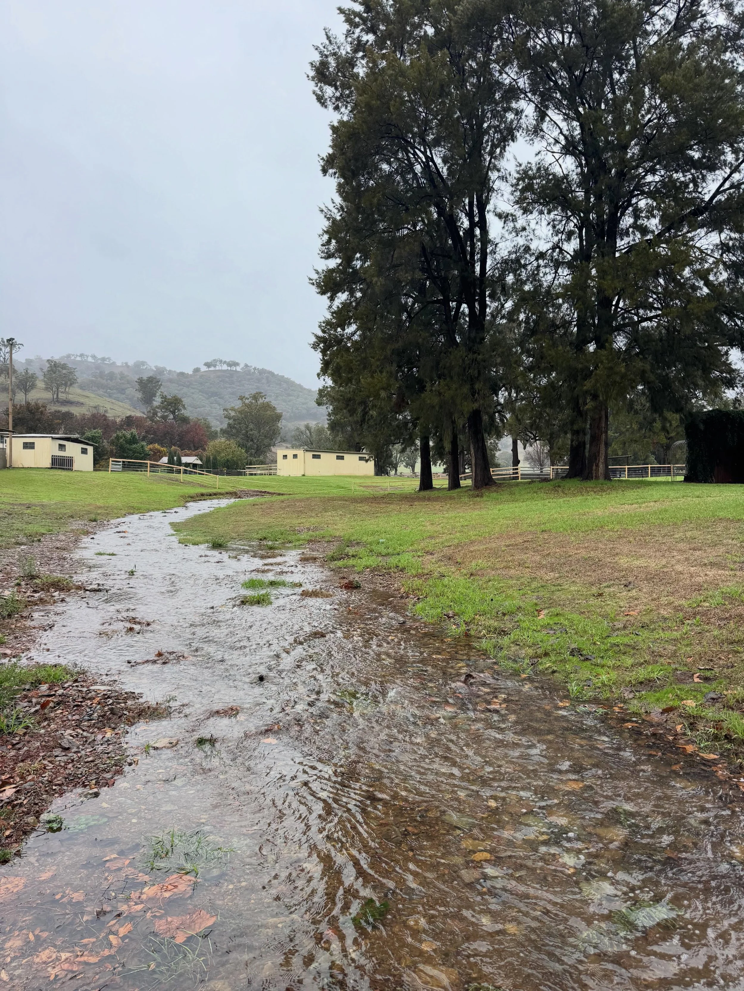 The past couple of weeks we have had the most incredible rain&hellip;after what has been a very dry and hard several months of drought, the sky opened up and we were fortunate enough to get under about 150mls in a few falls&hellip;the creek ran, dams