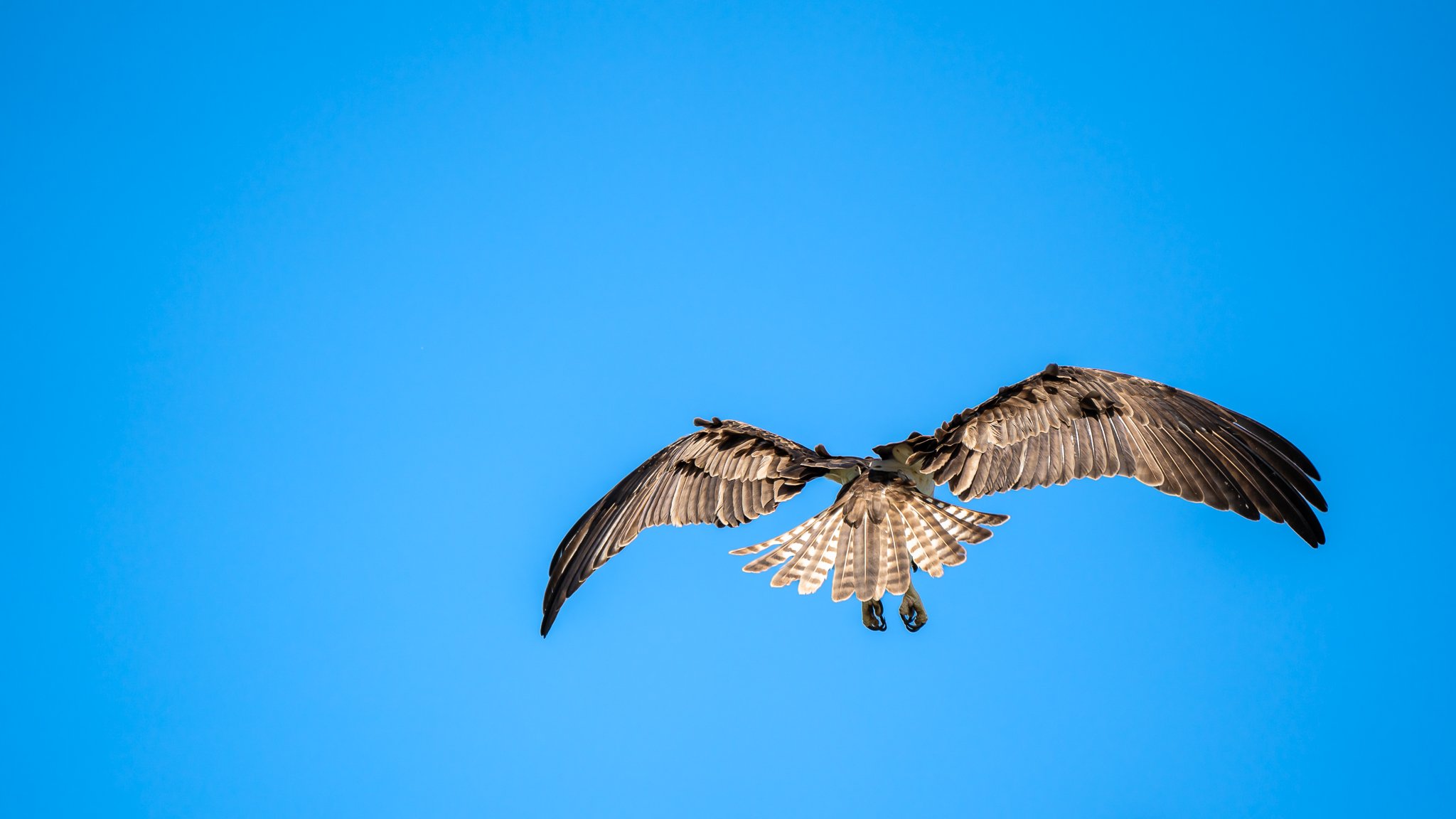 Osprey.jpg