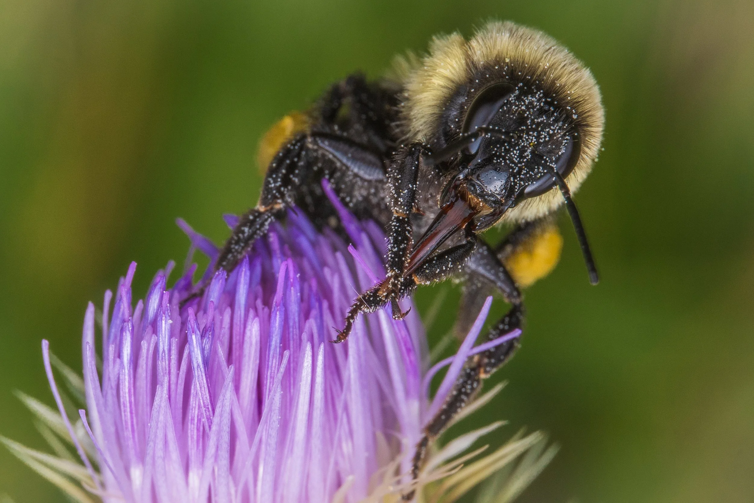 Insects