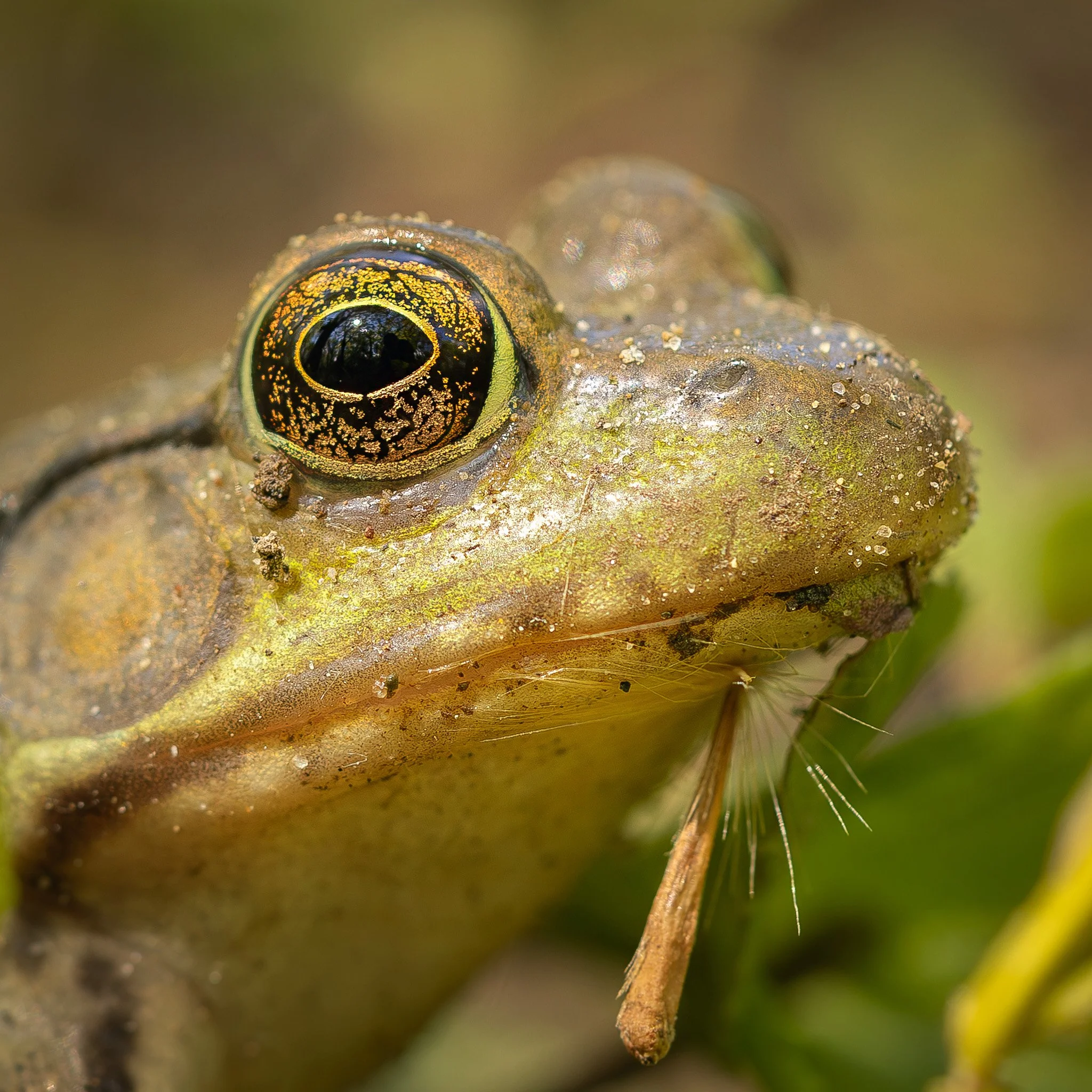 Green Frog.jpg