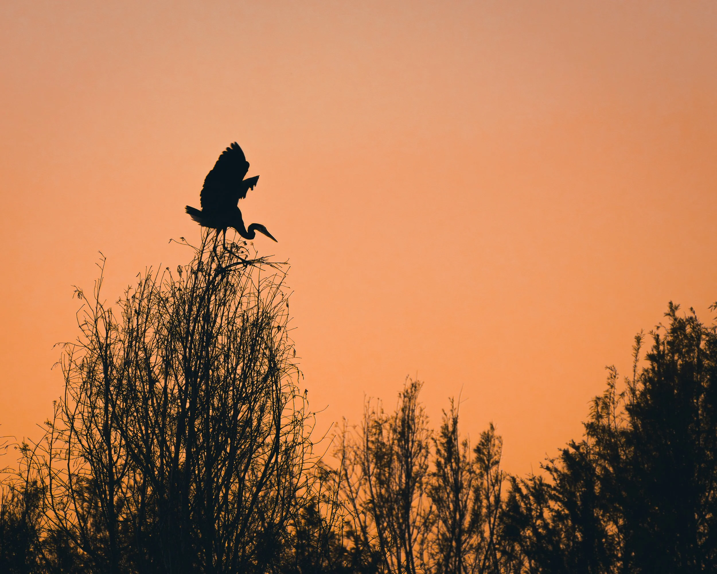 Bird of Paradise-1-2.jpg