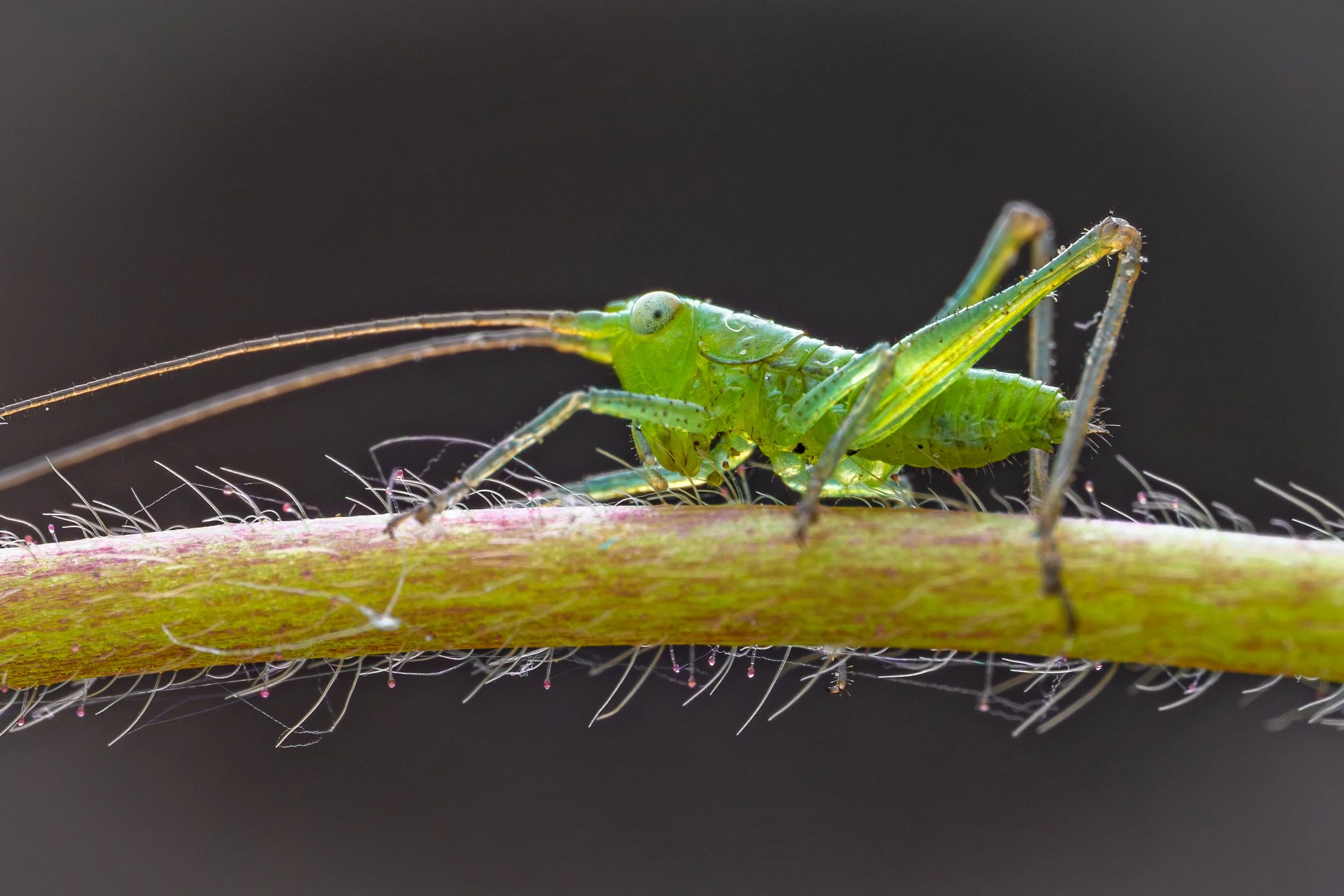 6-1 Meadow Katydid-2.jpg