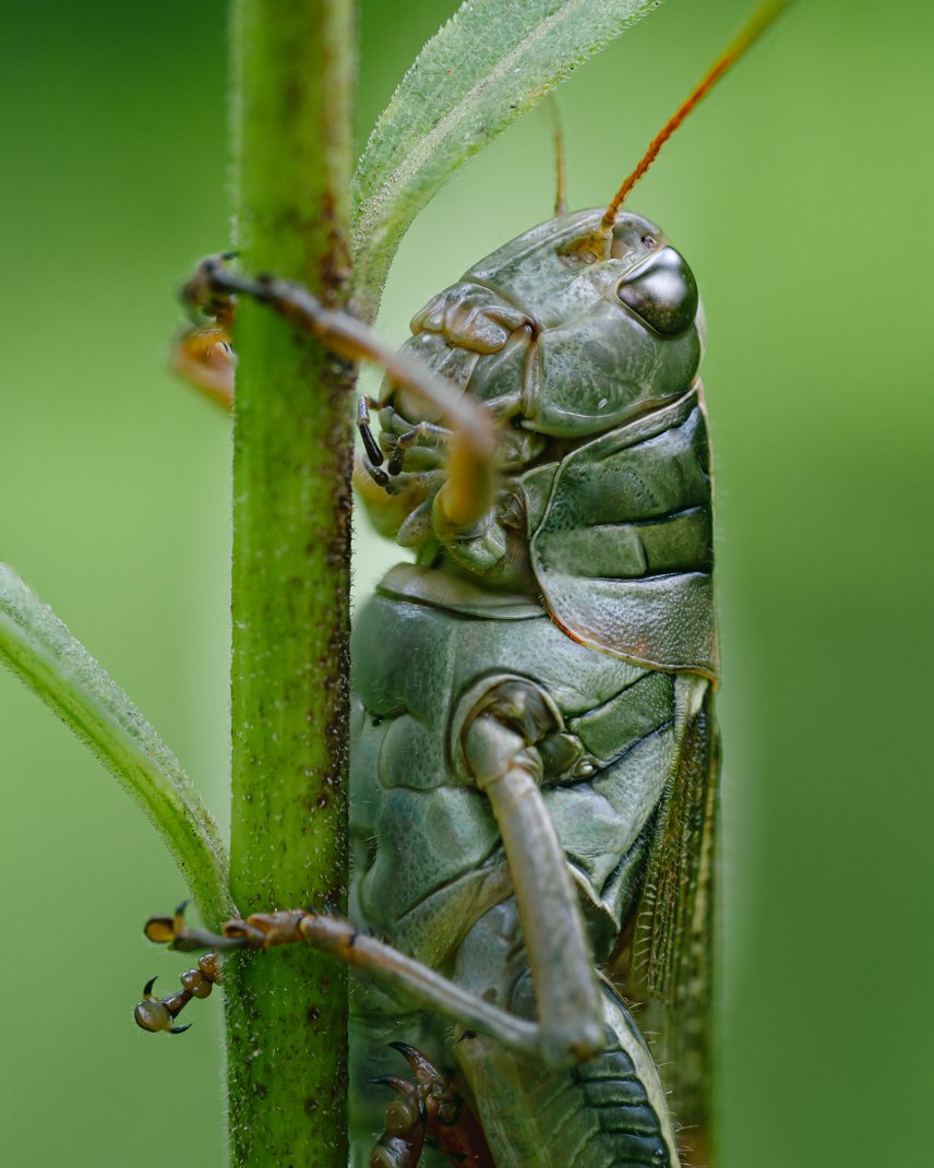 Grasshopper.jpg