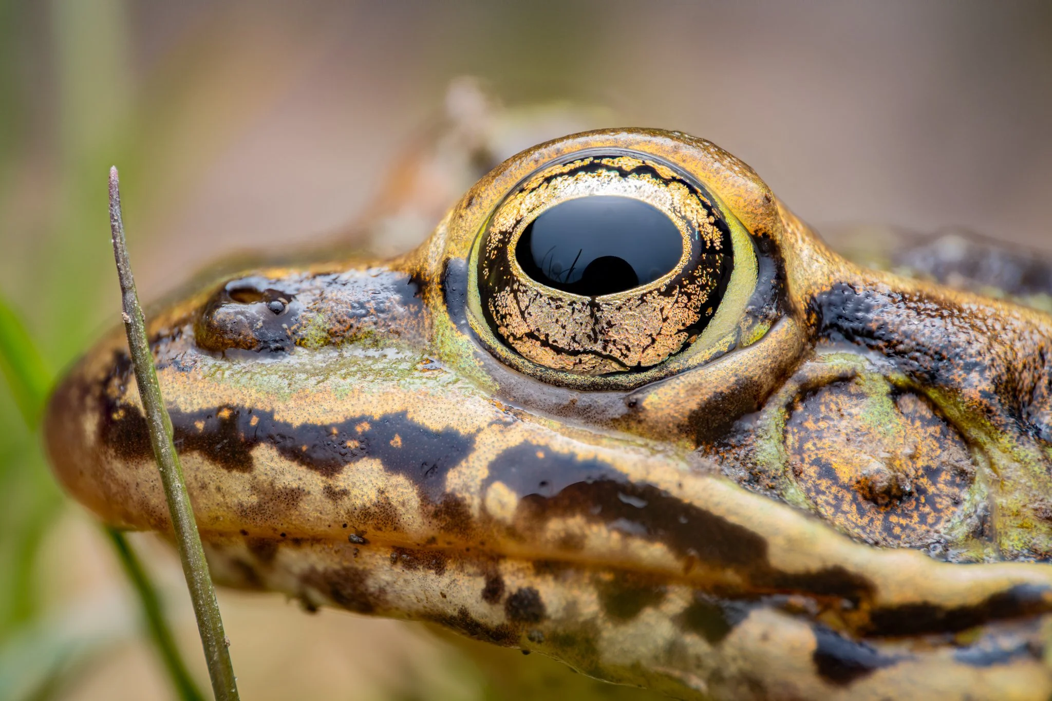 FrogZerene-Edit.jpg