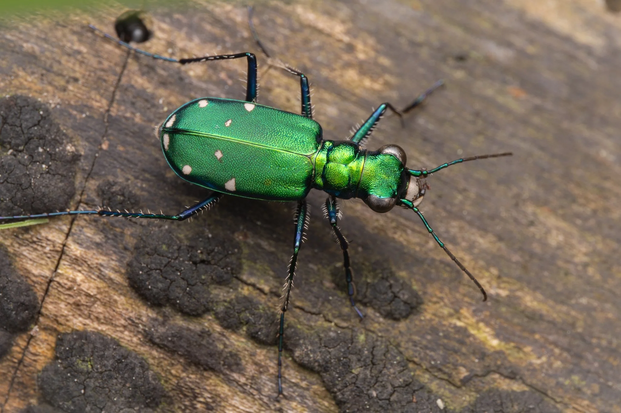 SodalisNP_050824_693.jpg
