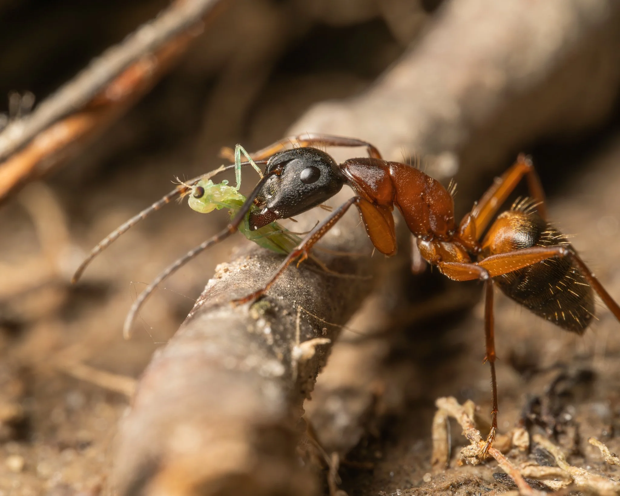 6-20 Ant Lunch.jpg