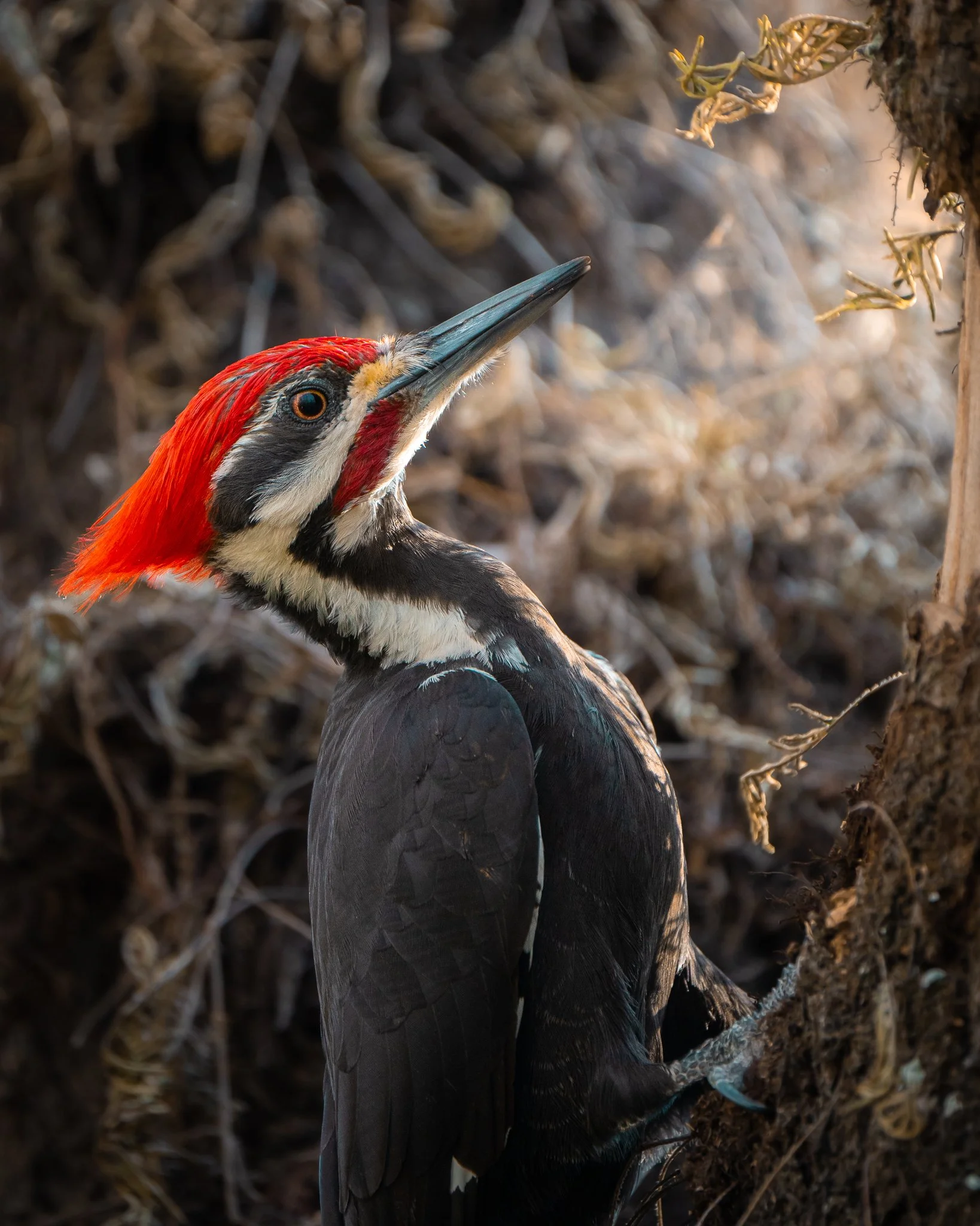 PileatedWoodpecker.jpg