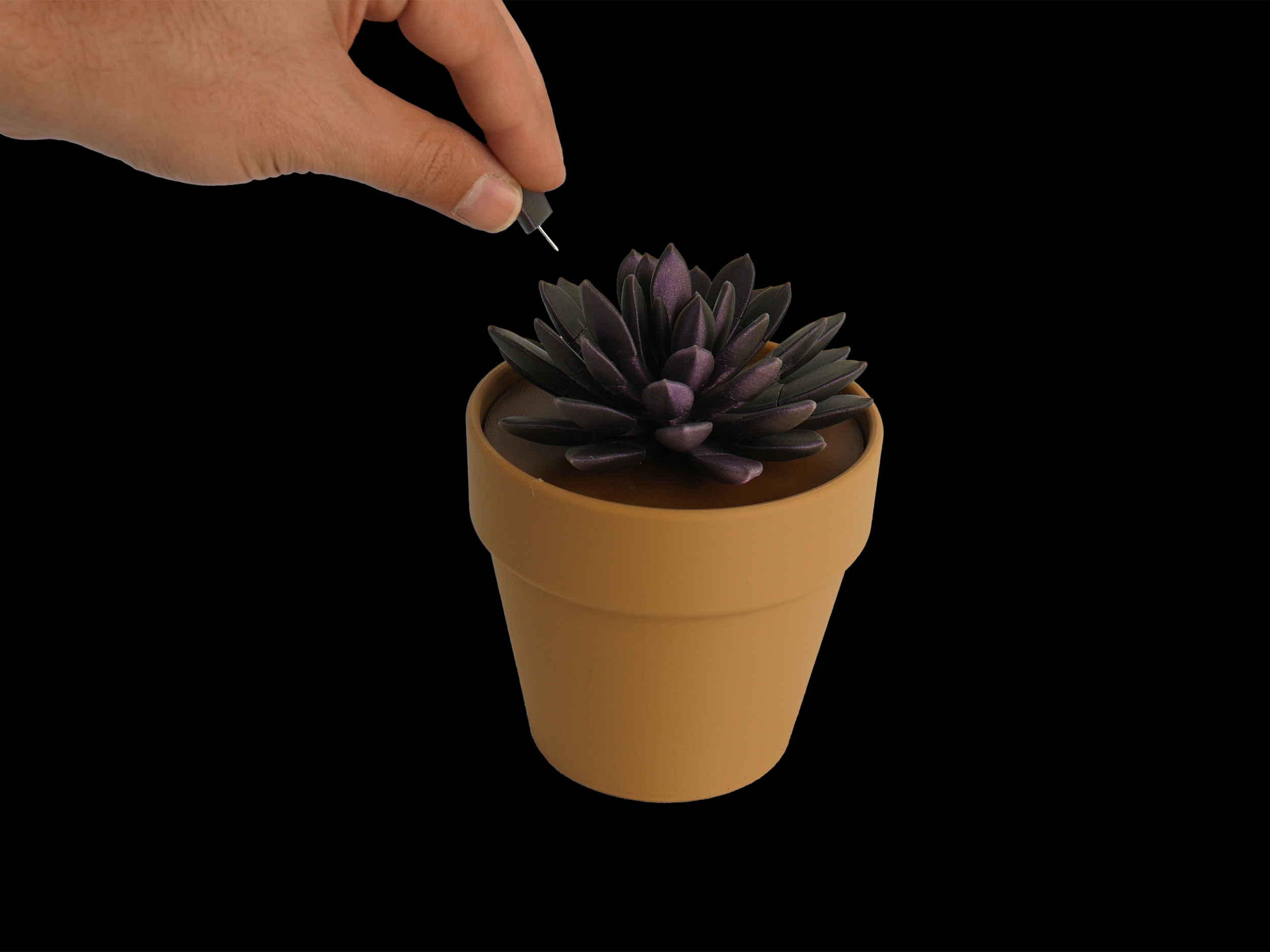 Succulent03.png