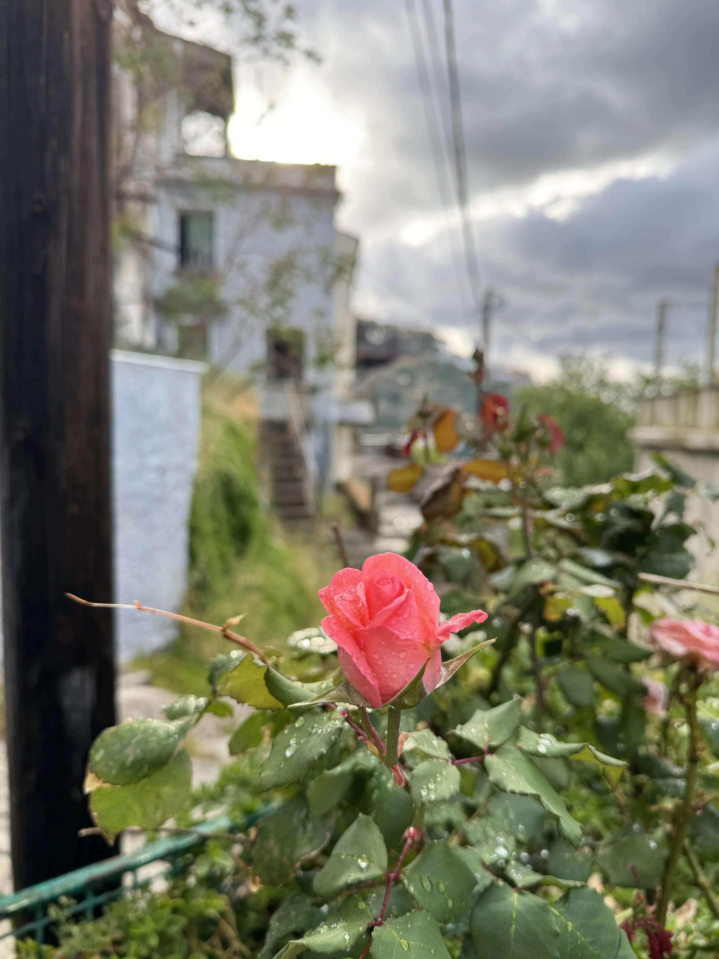 IMG_6275.jpeg