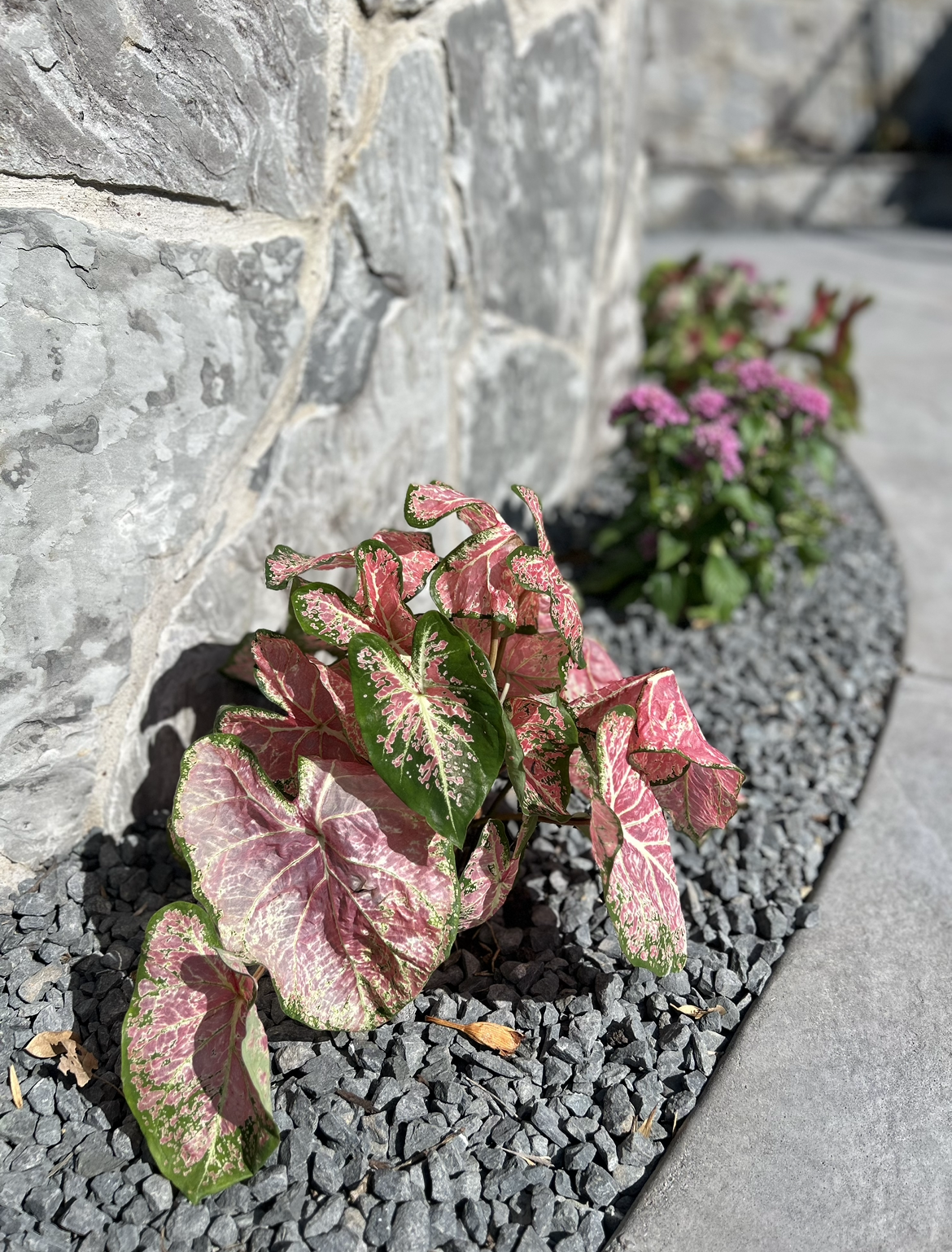 Pink and green variegated leaves of a plant growing in a gravel flower bed next to a stone wall.