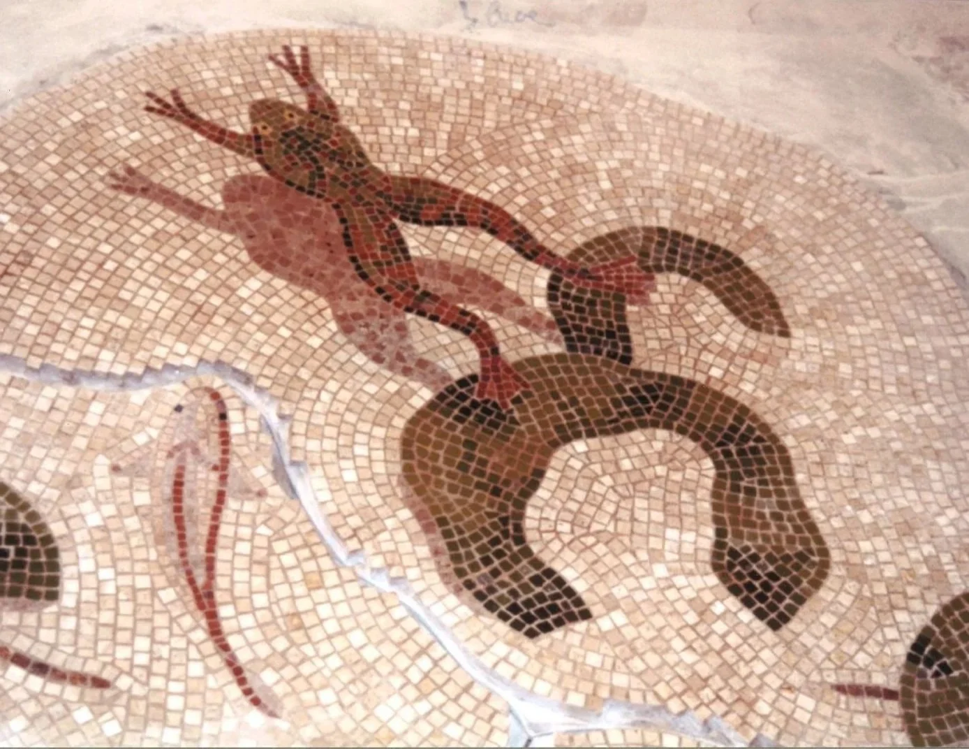 jumpfrogdetail.jpg