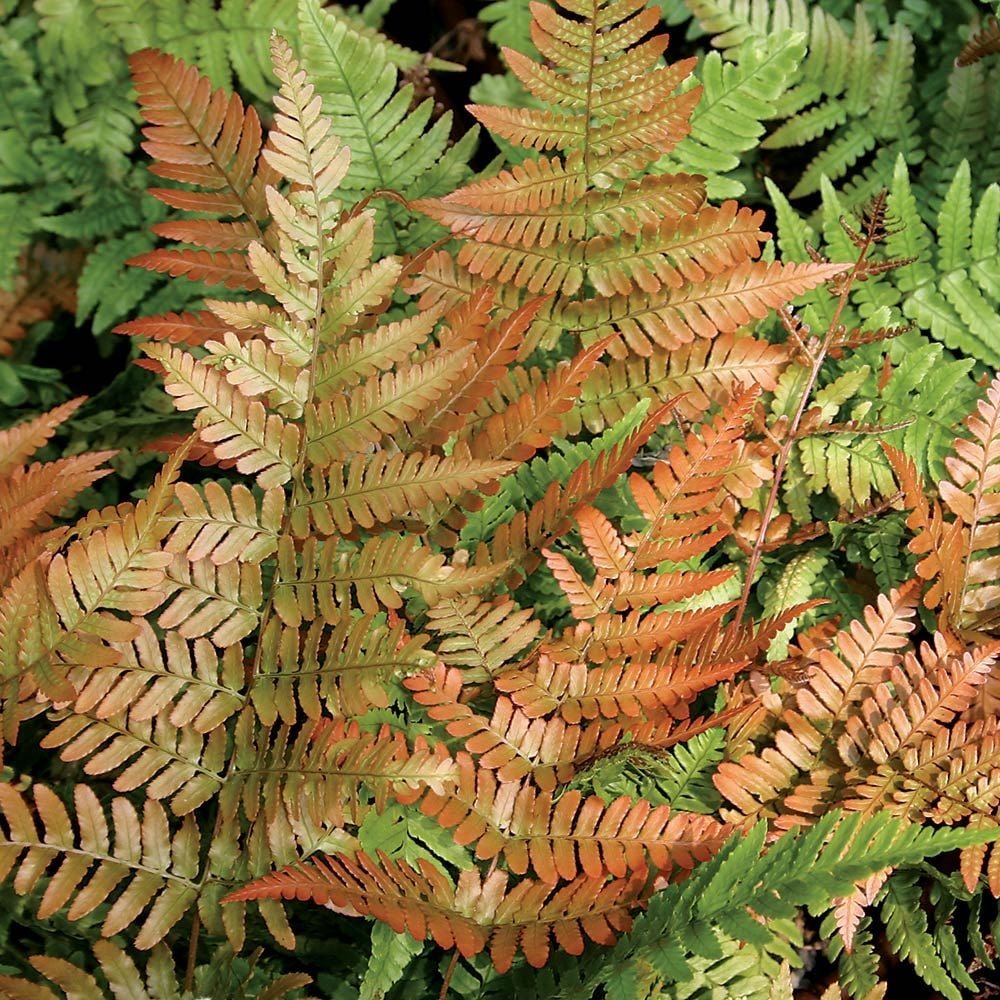 autumn brilliance fern.jfif