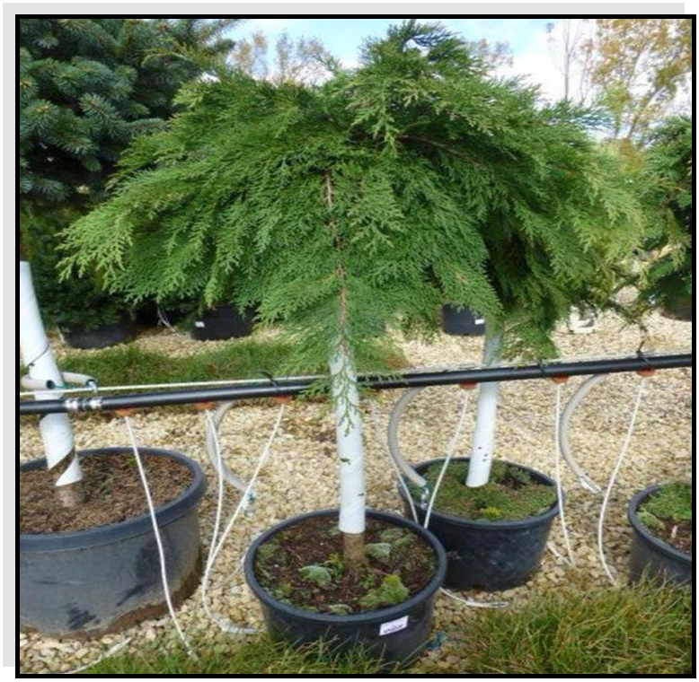 Russian Cypress- High Graft