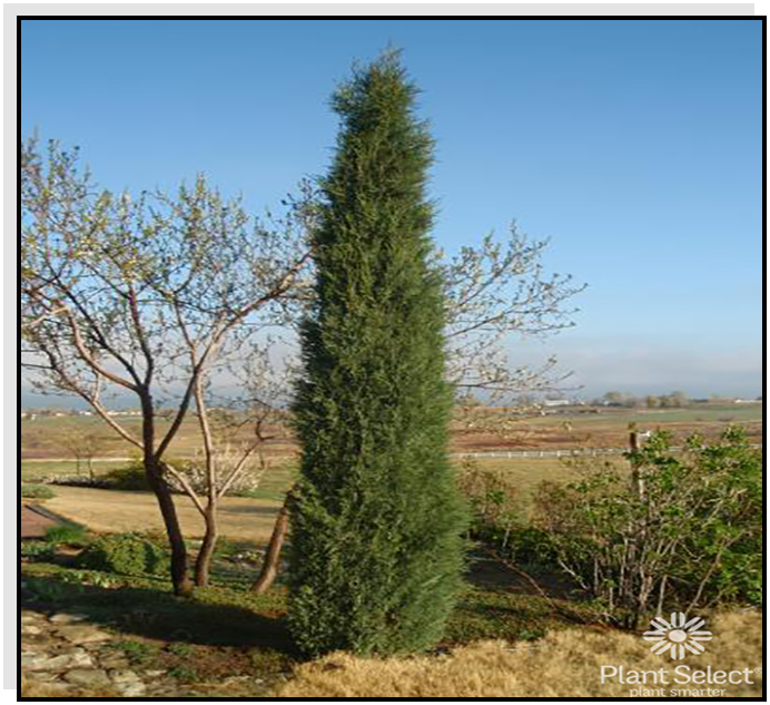 Woodward Juniper — Nursery Wholesalers Inc.