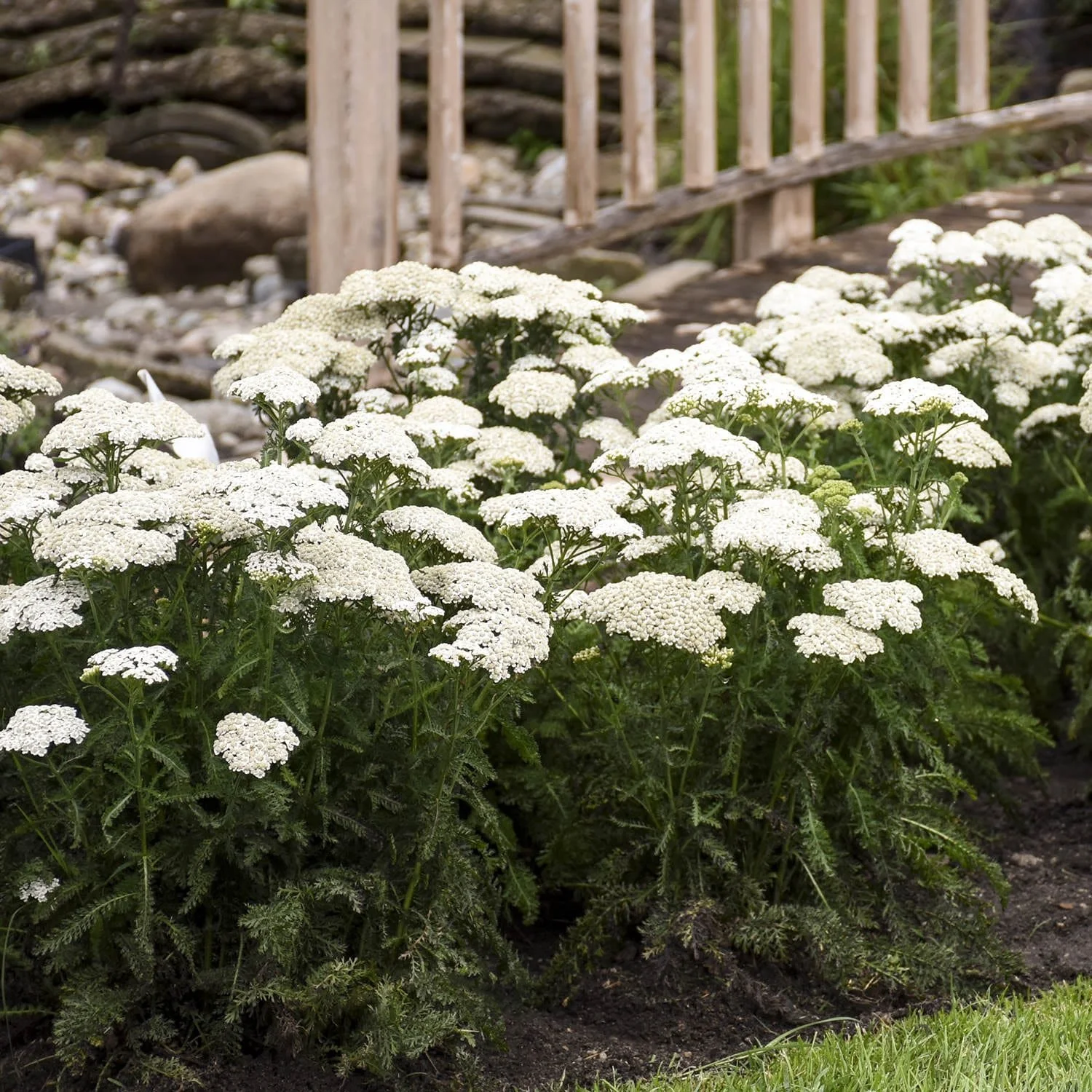 New Vintage™ White Yarrow