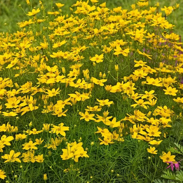 Golden Showers Coreopsis