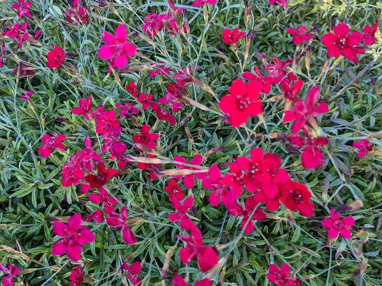 Zing Rose Dianthus