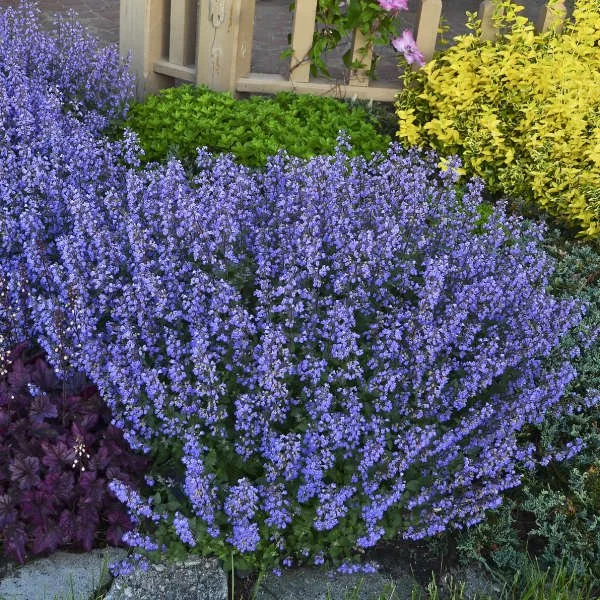 Purrsian Blue Catmint