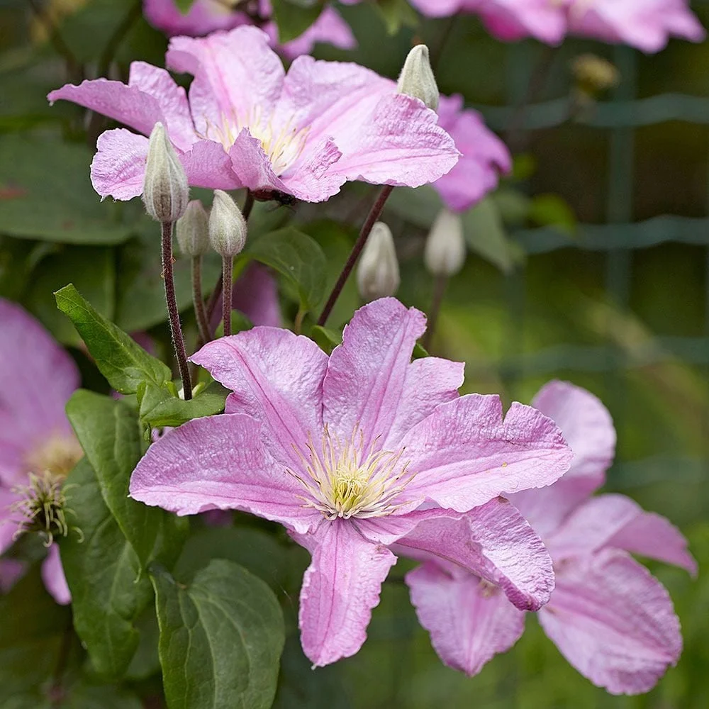 Comtesse De Bouchard Clematis