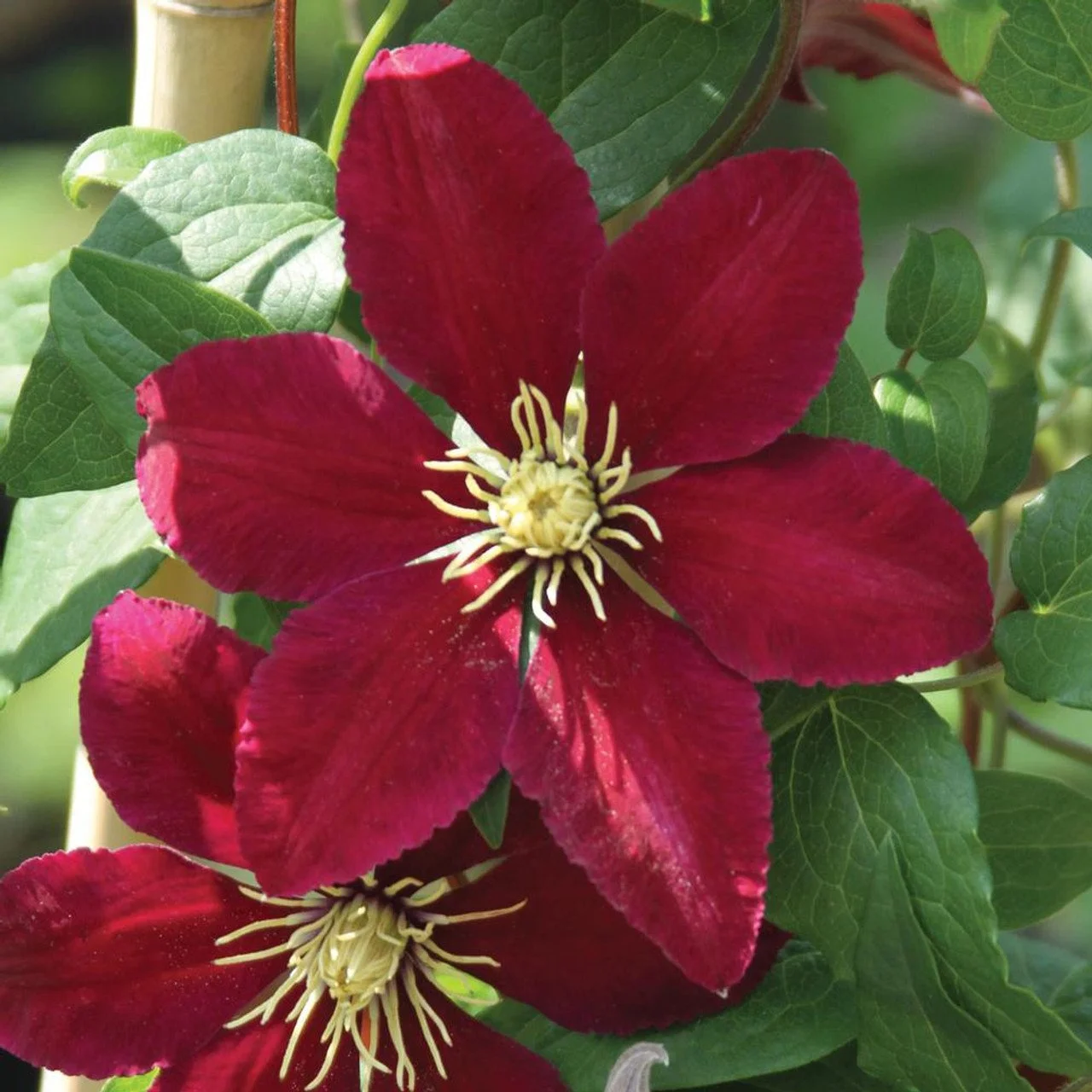 Niobe Clematis — Nursery Wholesalers Inc.