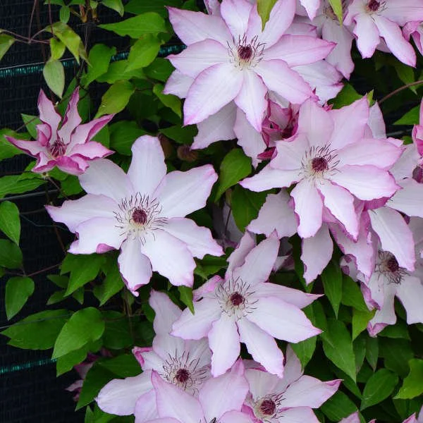 Omoshiro Clematis