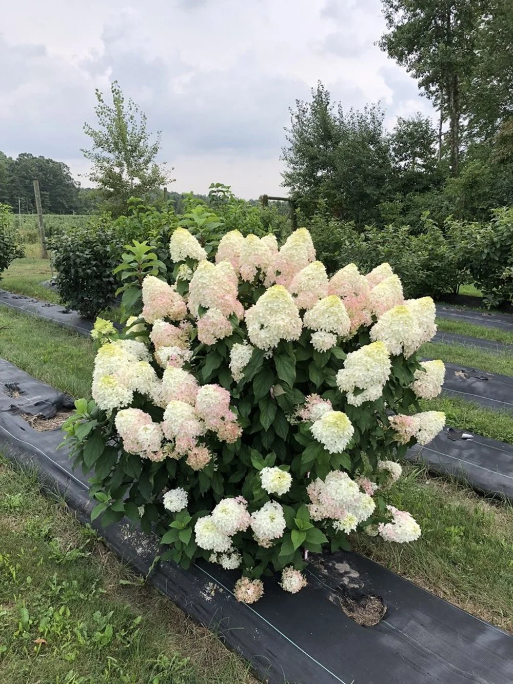 Quick Fire Fab® Hydrangea