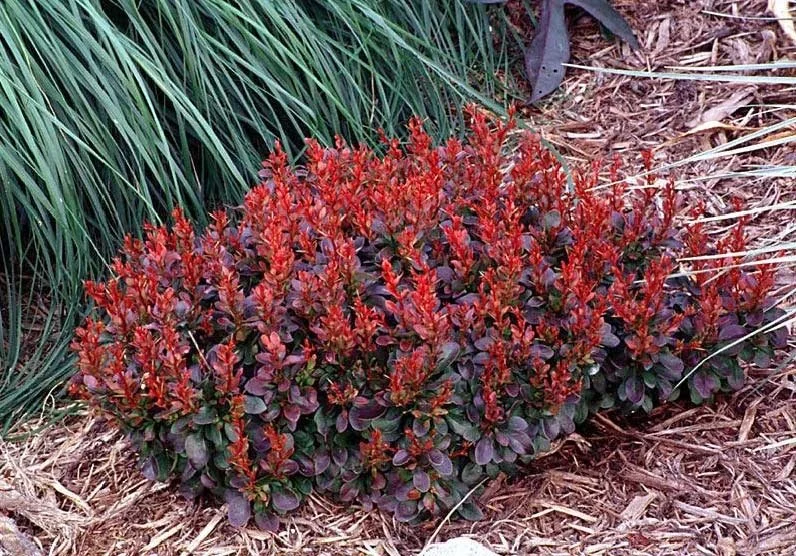 Bagatelle Barberry