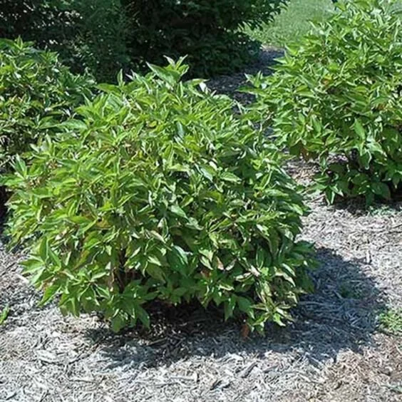 Alleman's Compact Dogwood