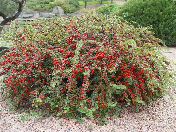 Cranberry Cotoneaster