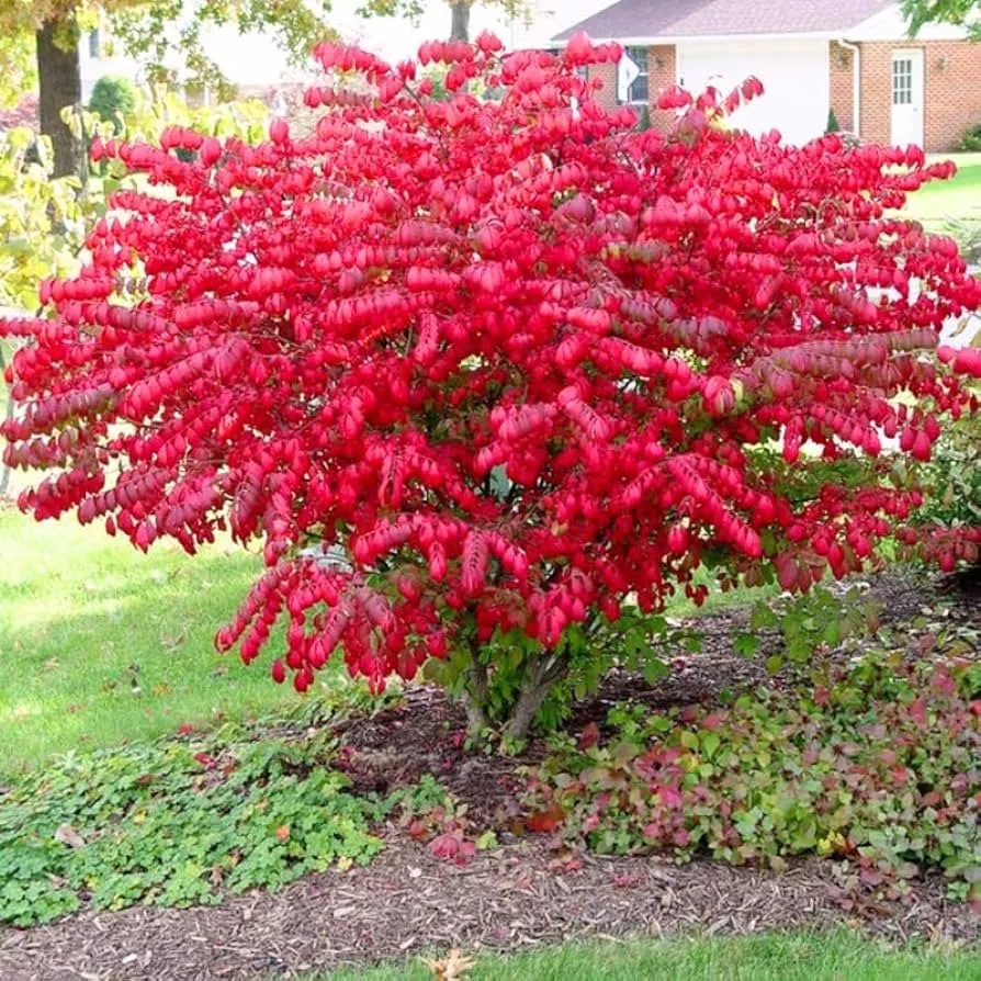 Dwarf Burning Bush Nursery Wholesalers Inc Dwarf Burning Bush Nursery Wholesalers Inc