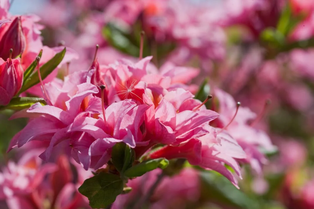 First Editions® Electric Lights™ Double Pink Azalea.jpg