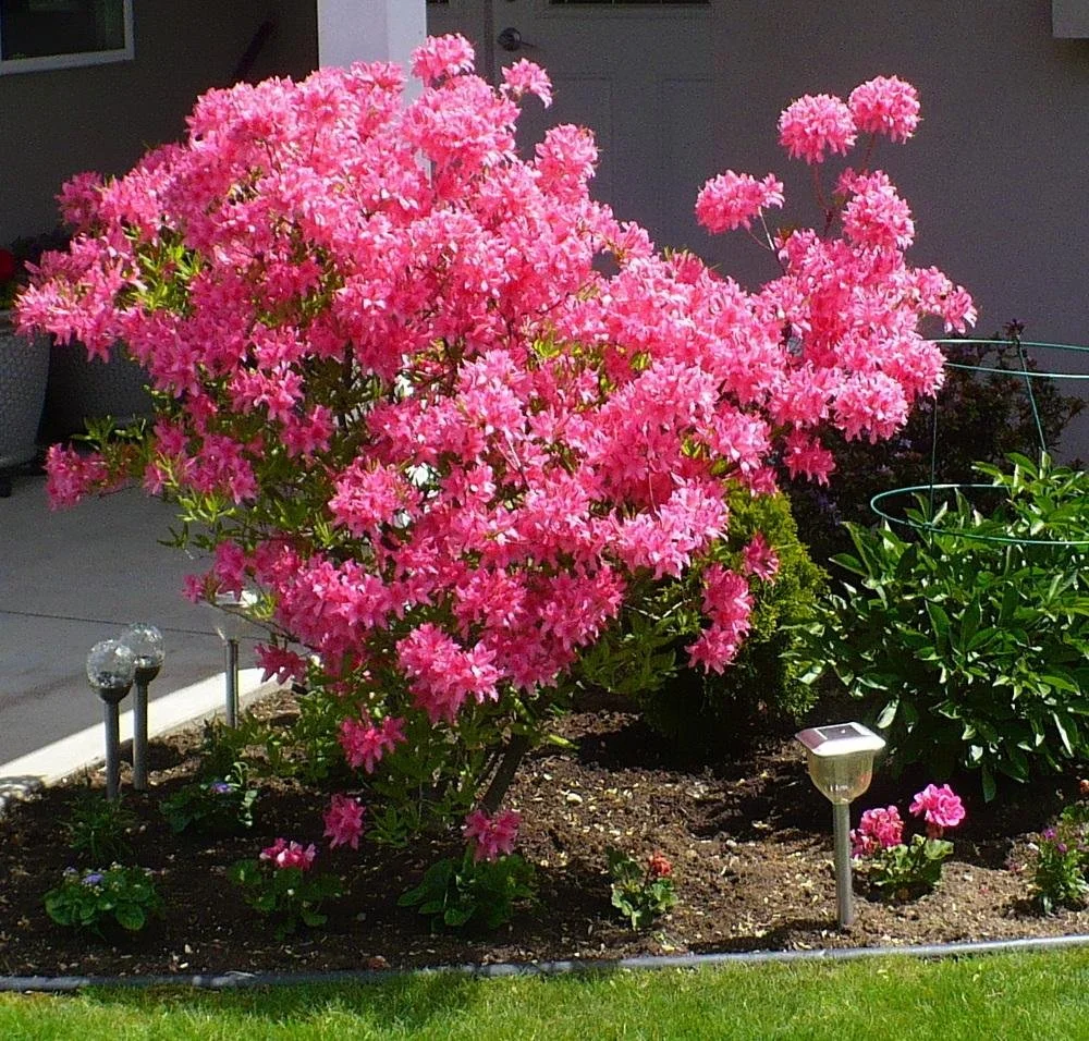 Rosy Lights Azalea  Nursery Wholesalers Inc.