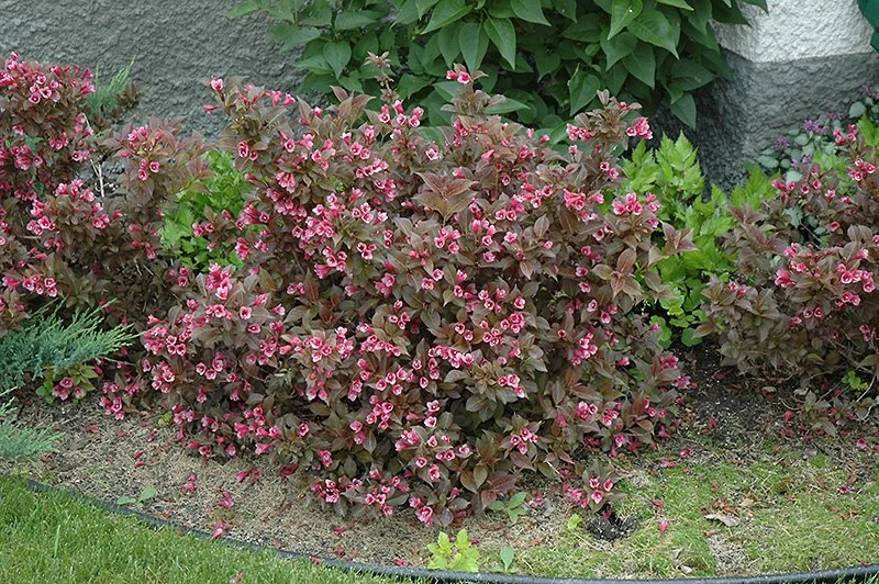 Tango Weigela
