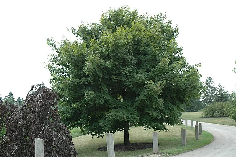 Emerald Lustre® Maple