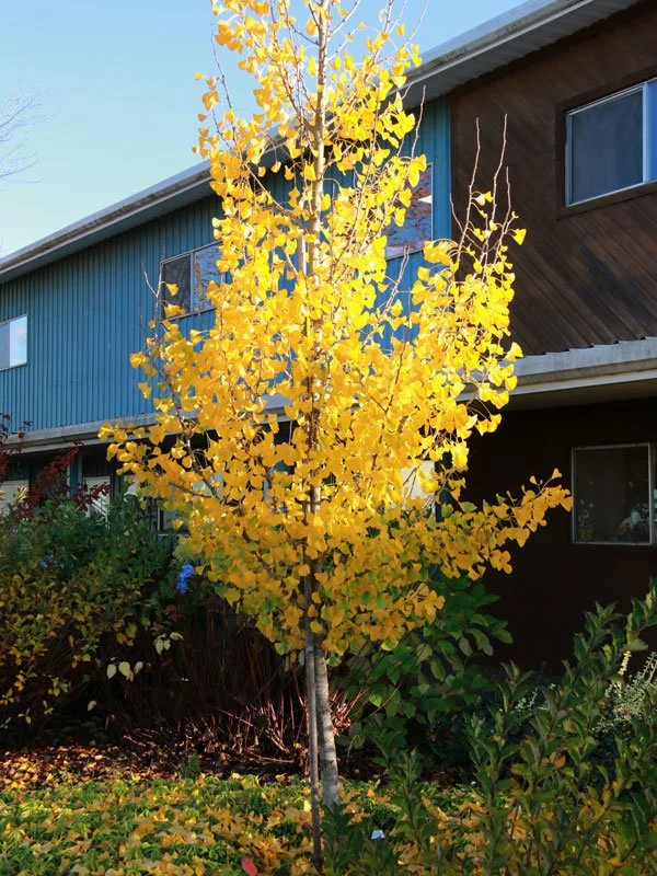 Presidential Gold Ginkgo — Nursery Wholesalers Inc.