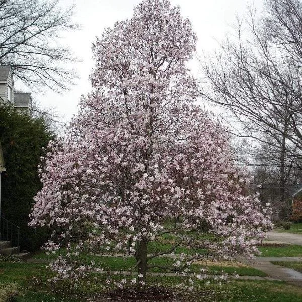 First Editions® Centennial Blush Magnolia